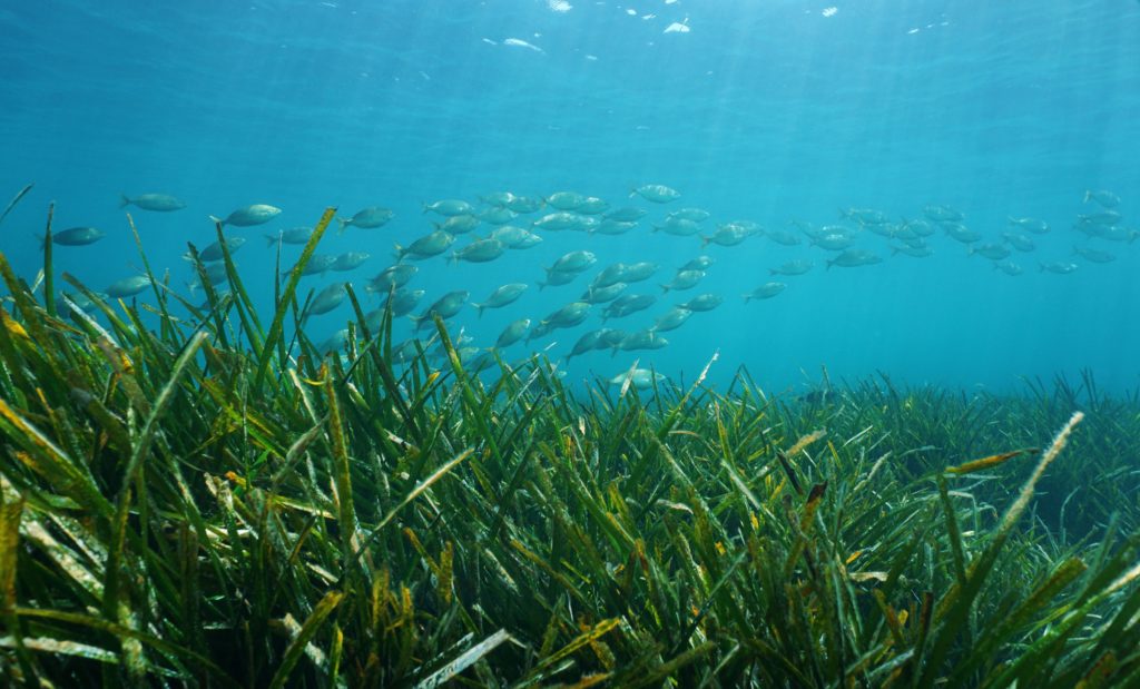 Healthy Seagrass Forms Underwater Meadows That Harbor Diverse Marine Life